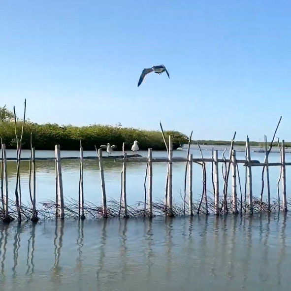 Laguna de Tamiahua